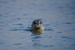 winter-wildlife-kayak-tours-4