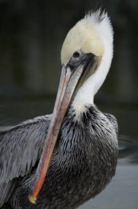 Tomales Bay Guided Kayak Tours, Tomales Bay wildlife