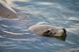 Kayak night tours, Tomales Bay, guided kayak tours, fun things to do, explore