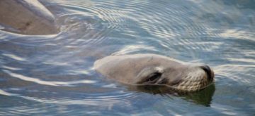 point reyes kayak tours
