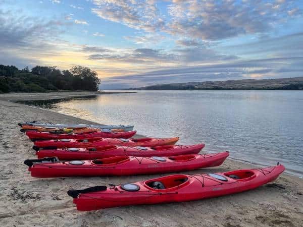 tomales bay kayaking night tours