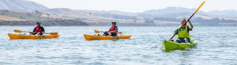 wildlife tours tomales bay 4 1 | Tomales Bay Expeditions