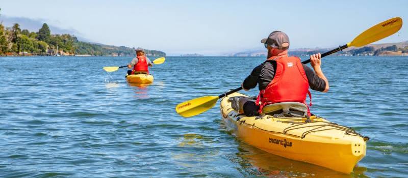 wildlife tours tomales bay 7 1 | Tomales Bay Expeditions