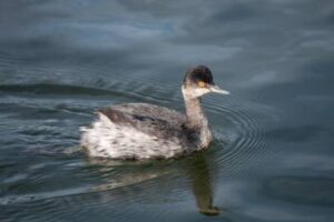 eco tours in point reyes 1