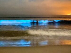 tomales bay bioluminescence tours
